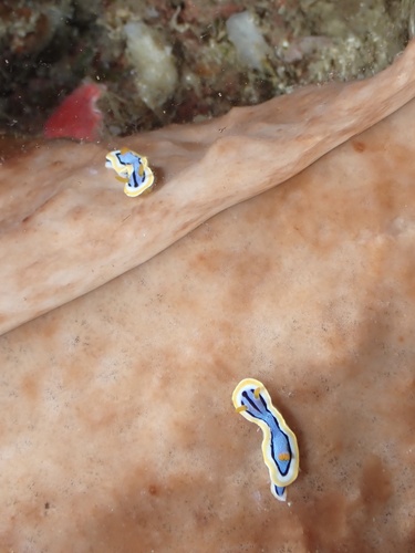 Chromodoris annae