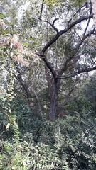 Terminalia paniculata