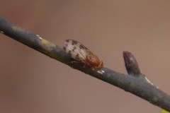 Homoneura mayrhoferi