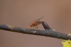 Homoneura mayrhoferi