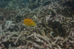 Apolemichthys trimaculatus