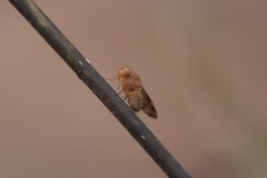 Homoneura mayrhoferi