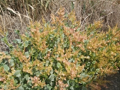 Rumex vesicarius