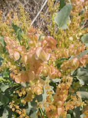 Rumex vesicarius