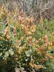 Rumex vesicarius