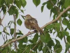 Prinia inornata