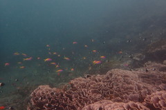 Mirolabrichthys evansi