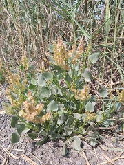 Rumex vesicarius