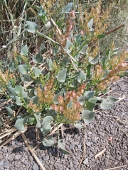 Rumex vesicarius