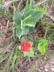 Palicourea officinalis