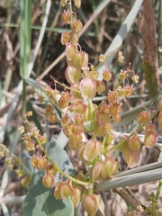 Rumex vesicarius