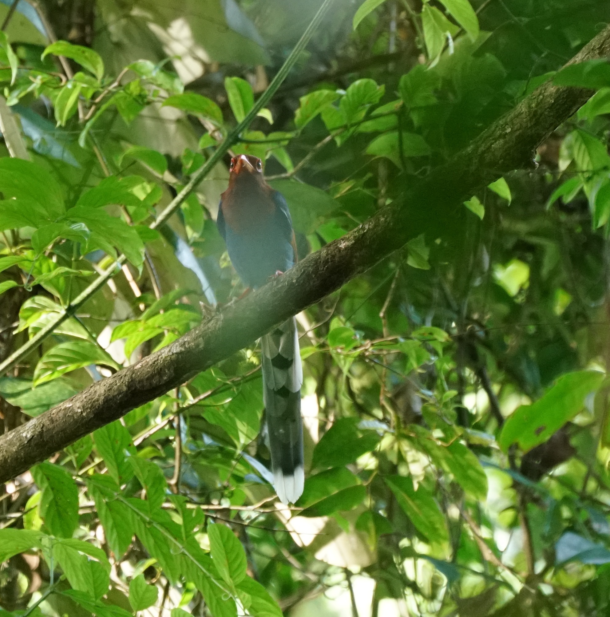 Sri Lanka Blue Magpie (Urocissa ornata), photo 3