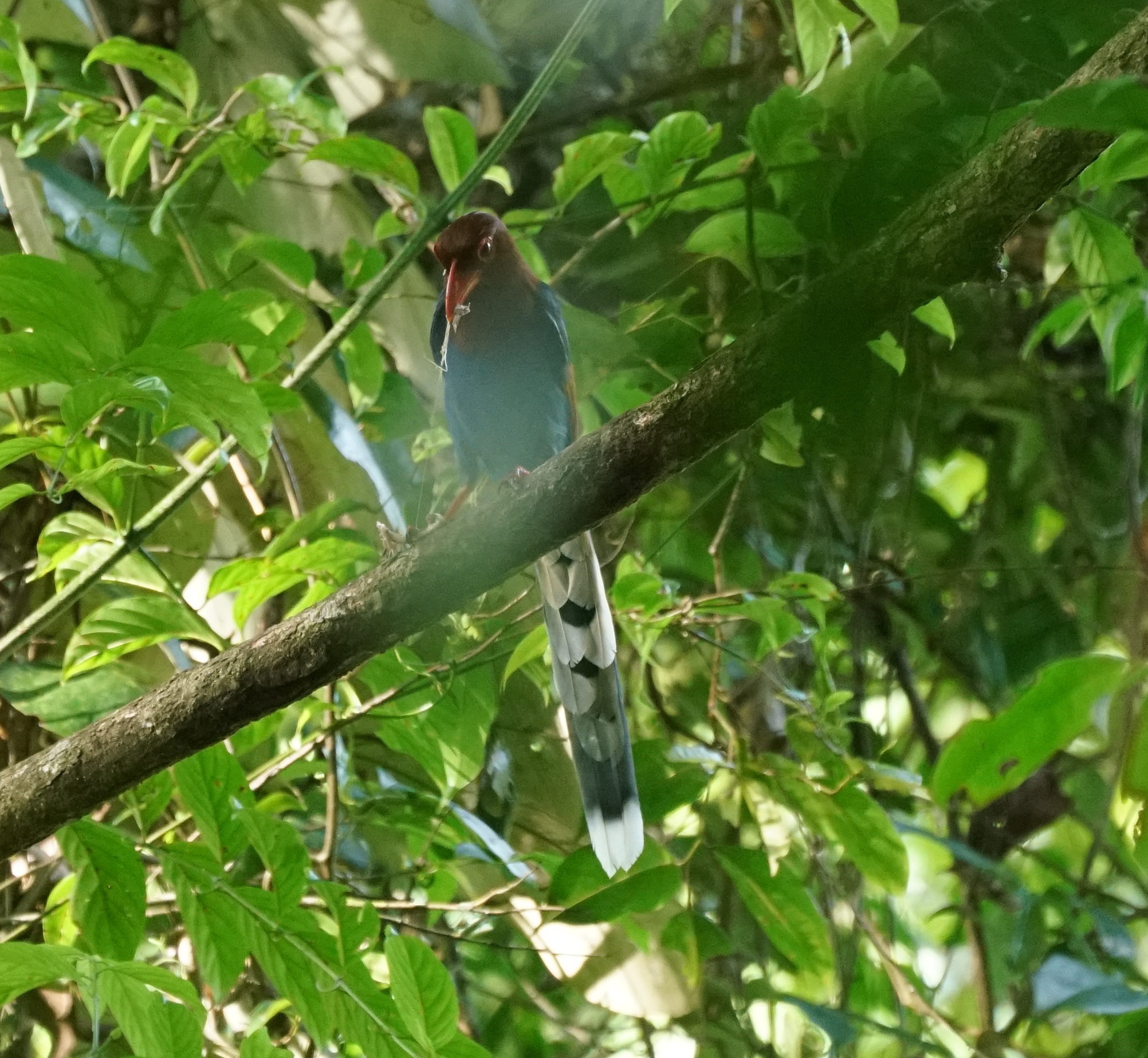 Sri Lanka Blue Magpie (Urocissa ornata), photo 4
