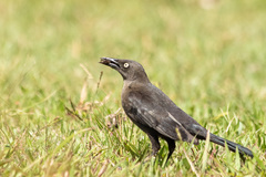 Carib Grackle photo 6