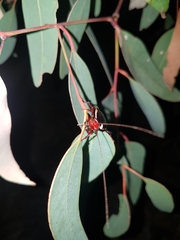 Drymaplaneta communis