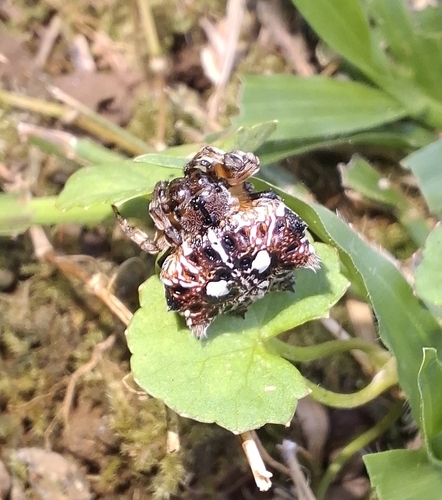Asian Spinybacked Orbweaver
