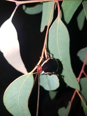 Drymaplaneta communis