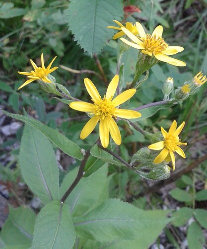 Alpine Ragwort (Senecio nemorensis)