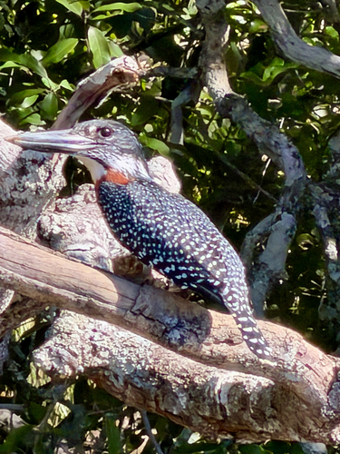 iNaturalist: (c) j4b1cohen, some rights reserved (CC BY-NC) iNaturalist image