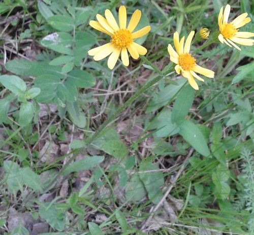 Field Fleawort (Tephroseris integrifolia)