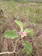 Solanum lycocarpum