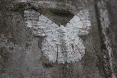 Pingasa ruginaria pacifica