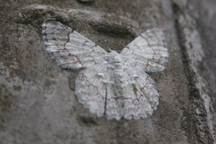 Pingasa ruginaria pacifica