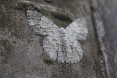 Pingasa ruginaria pacifica