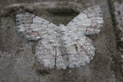 Pingasa ruginaria pacifica