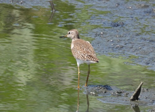 iNaturalist: (c) garlice99, some rights reserved (CC BY-NC), uploaded by garlice99 iNaturalist image