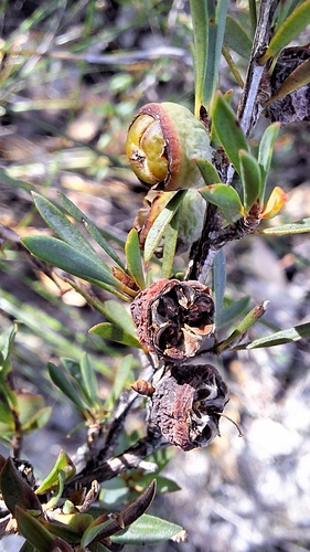 Heath Teatree (Gaudium myrsinoides)