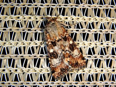 Heliothis punctifera