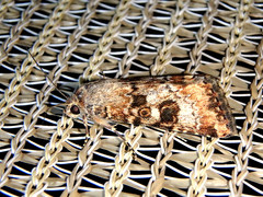 Heliothis punctifera