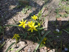 Gagea helenae