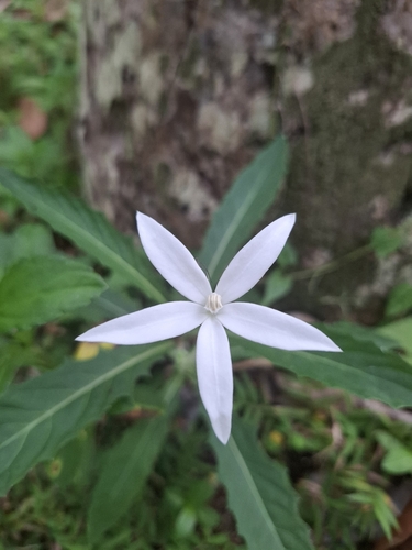 Star of Bethlehem