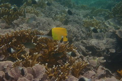Forcipiger longirostris