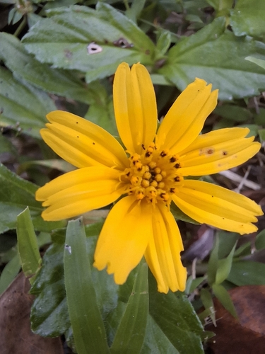 Trailing Daisy