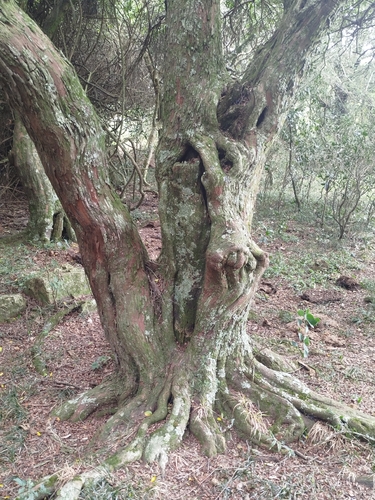 Quebracho (Spanish) (Scutia buxifolia)