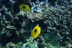 Chaetodon bennetti
