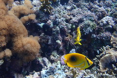 Chaetodon bennetti
