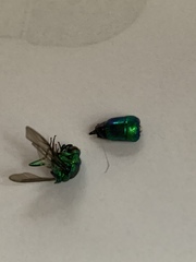 Chrysis lincea
