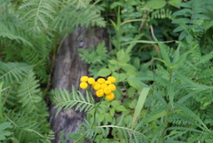 Tanacetum vulgare boreale