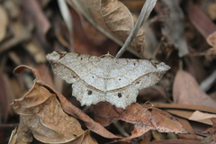 Chiasmia monticolaria