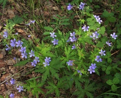 Geranium igoschinae