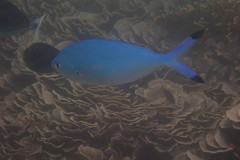 Caesio lunaris