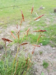 Sorghum leiocladum