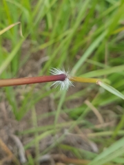 Sorghum leiocladum