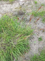 Sorghum leiocladum