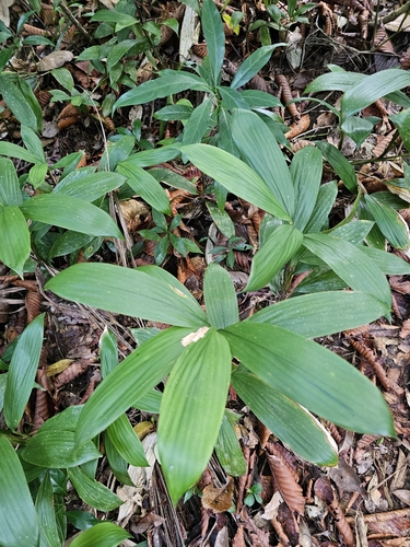 Scrotochloa urceolata observed 2026-01-01