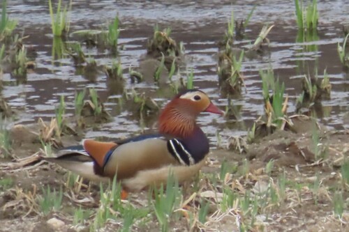 iNaturalist: (c) Rob Macfie, some rights reserved (CC BY-NC), uploaded by Rob Macfie iNaturalist image